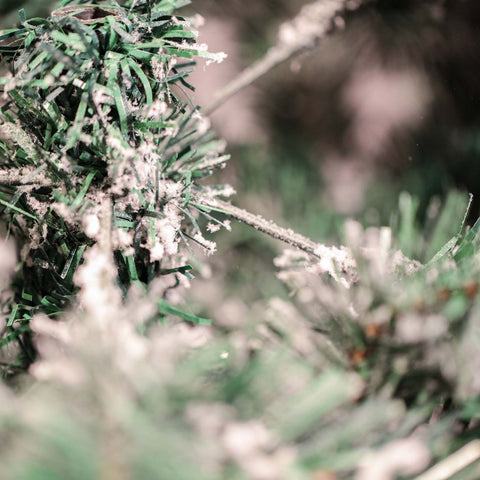 Árvore Alpina Verde Nevada